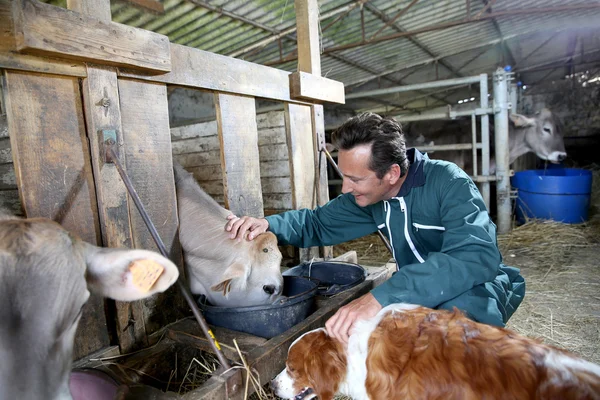 Farmer feeding cows in barn — Stock Photo, Image