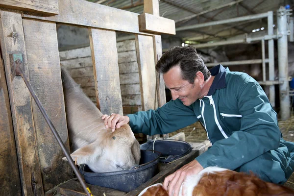 Fermier nourrissant les vaches dans la grange — Photo