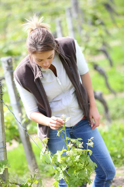 Viticultora que trabaja en viñedo — Foto de Stock