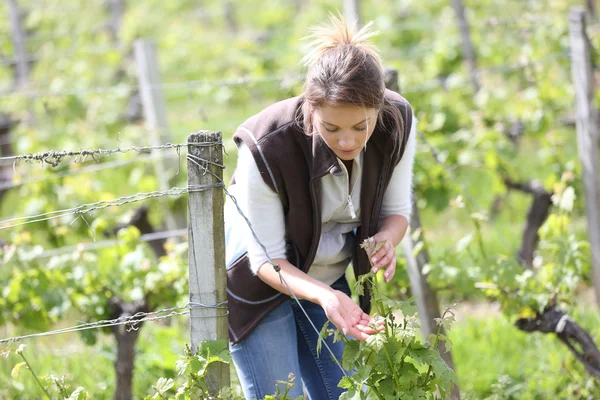 Viticoltore donna che lavora in vigna — Foto Stock