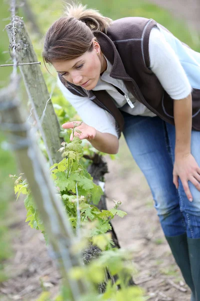 Kobieta kontroli na winorośli wierszy — Zdjęcie stockowe