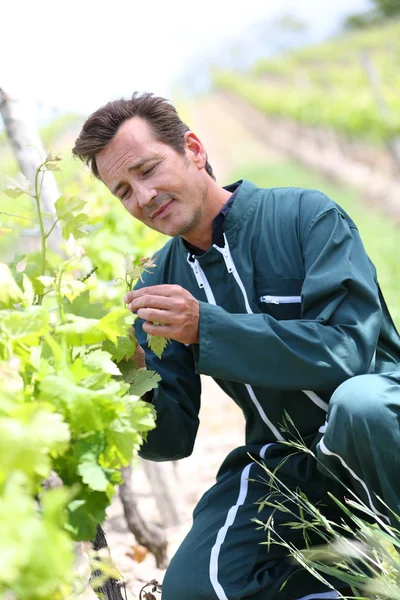 Winzer im Weinberg kontrolliert Trauben — Stockfoto