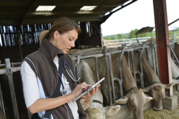 Tierarzt überprüft die Gesundheit der Herde — Stockfoto