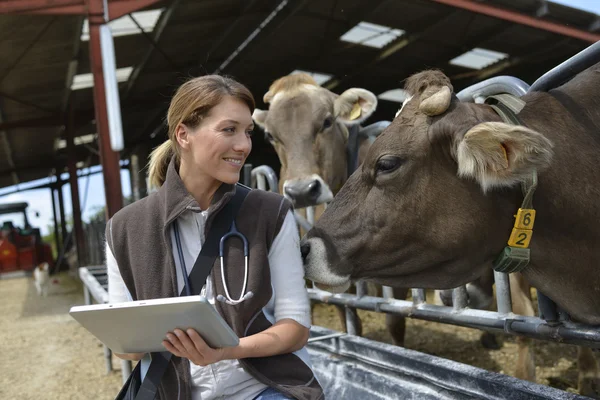Veterinarian checking on herd's health — Stock Photo, Image