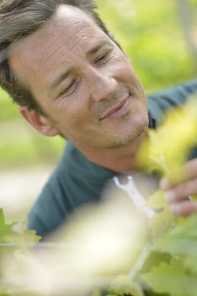 Winzer im Weinberg kontrolliert Trauben — Stockfoto