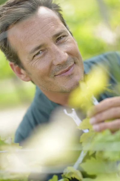 Viticultor sonriente parado en el viñedo — Foto de Stock