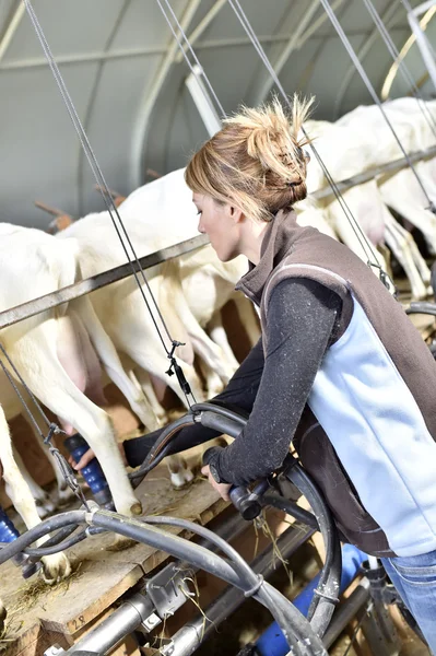 Breeder ready for goat milking — Stock Photo, Image