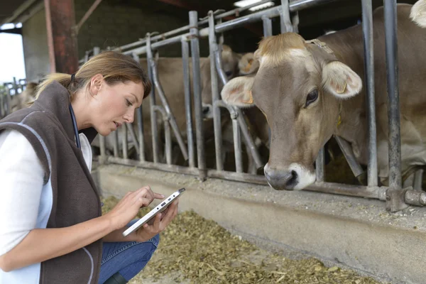 Veterinarian checking on herd's health Stock Photo