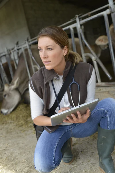 Veterinarian checking on herd's health Stock Photo