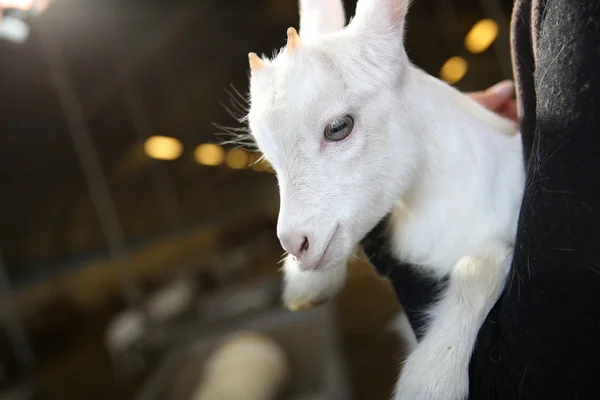 Bébé chèvre blanc — Photo