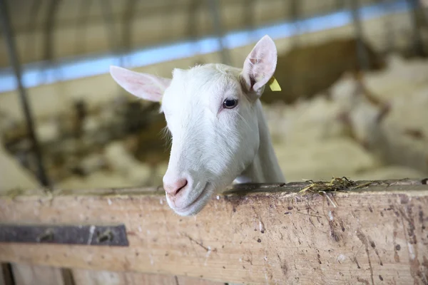 Goat inside barn — Stock Photo, Image