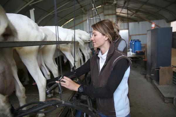 Breeder ready for goat milking — Stock Photo, Image