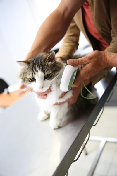 Katt som undersöks i veterinär klinik — Stockfoto