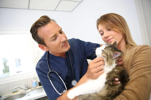 Vétérinaire examinant chat en clinique — Photo