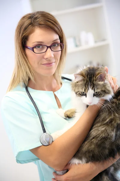 Veterinär kvinna anläggning katt i armarveterinární lékař ženu hospodářství kočka v náručí — Stockfoto