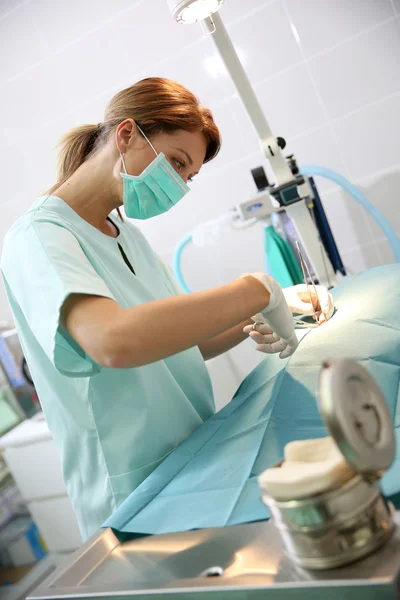 Veterinário fazendo cirurgia em animais — Fotografia de Stock