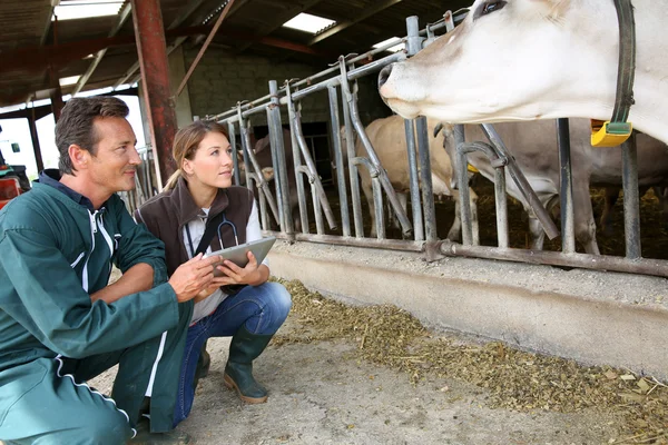 Veterinario con allevatore che controlla la mandria — Foto Stock