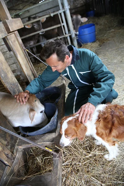 Glad bonde petting kor i ladugården — Stockfoto