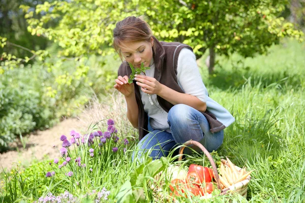 Mulher cheirando ervas aromáticas — Fotografia de Stock