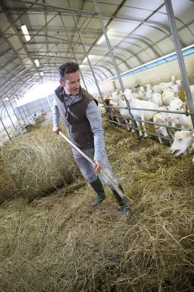 Breeder in barn gathering hay — Stock Photo, Image