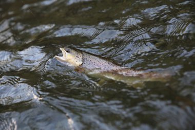 Nehirde yakalanma Fario alabalık