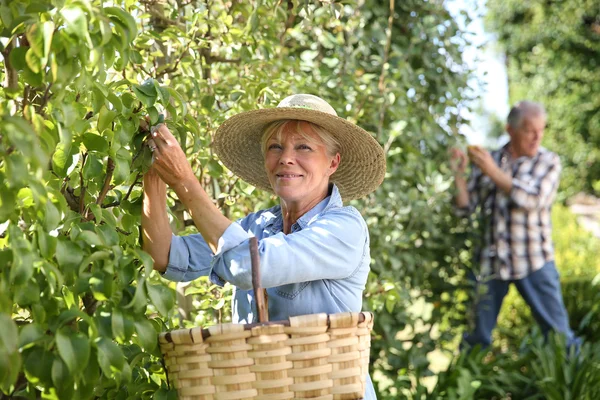 Donna che raccoglie le pere dall'albero — Foto Stock