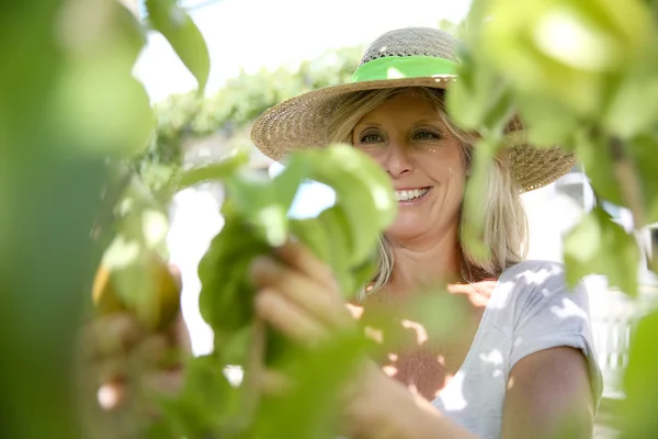 Blonde vrouw plukken vruchten van boom — Stockfoto