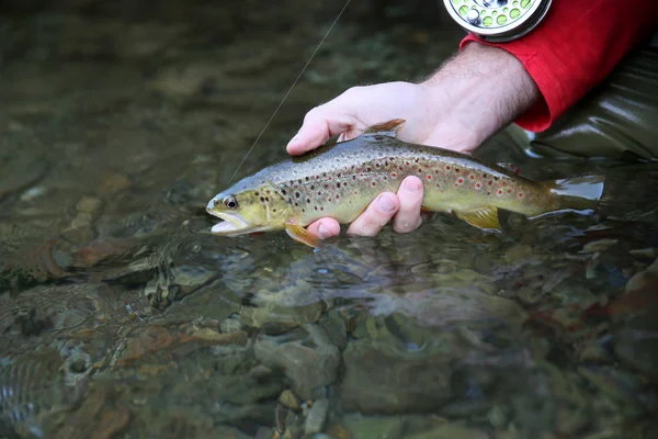 Fario forel in fisherman's hand — Stockfoto