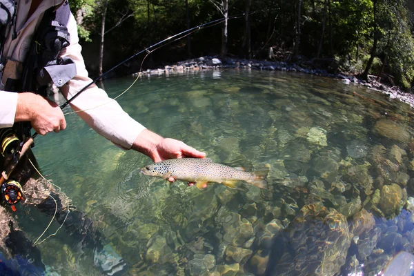 Fario trout in fisherman's hand — Stock Photo, Image