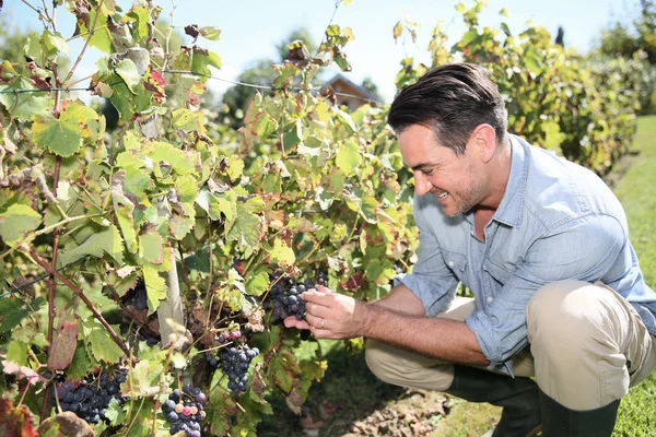 Hombre en viñedo comprobando las uvas — Foto de Stock