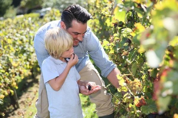 Father and child tasting grapes — Stock Photo, Image