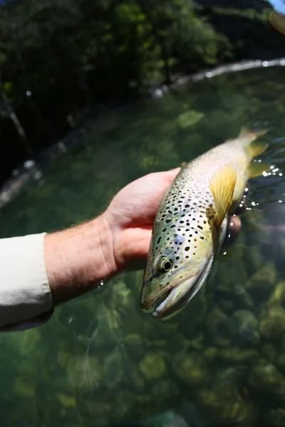 Fario trout in fisherman's hand — Stock Photo, Image