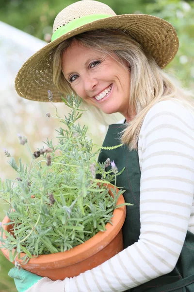 Žena gradening aromatické rostliny — Stock fotografie