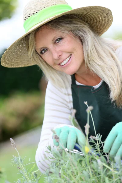 Женщина садоводство ароматические растения — стоковое фото