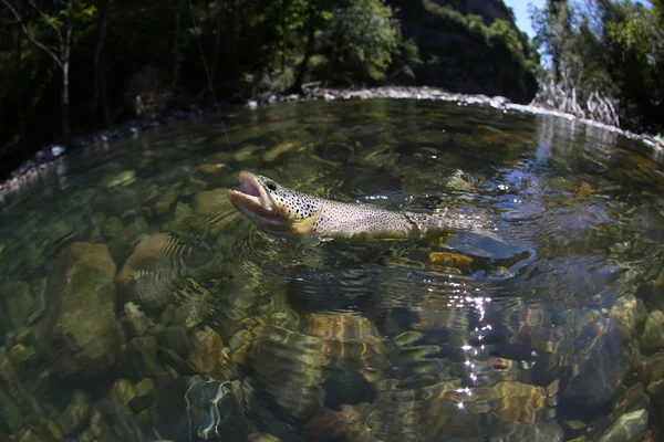 Fario trout being caught in river — Stock Photo, Image