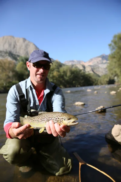 Fisherman catching fario trout in river — Stock Photo, Image