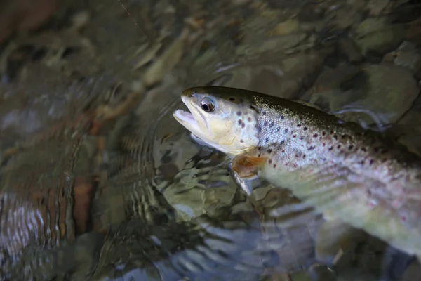 Fario trout being caught in river — Stock Photo, Image