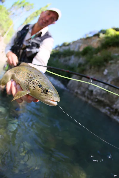 Trota fario pescata nel fiume dal pescatore — Foto Stock