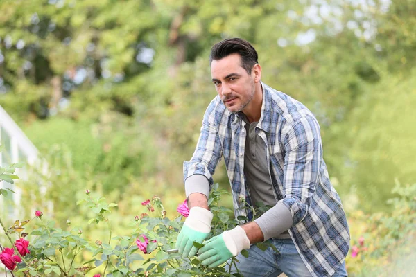 Hombre en jardín botánico cortando rosas — Foto de Stock