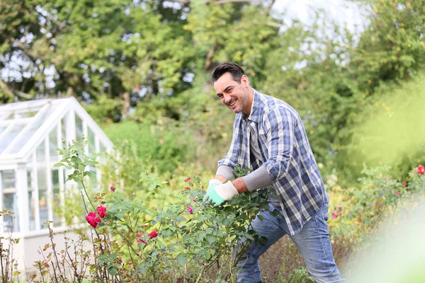 Людина в ботанічному саду вирізає троянди — стокове фото