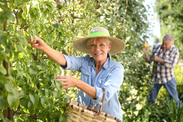 Woman picking pears from tree — Stock Photo, Image