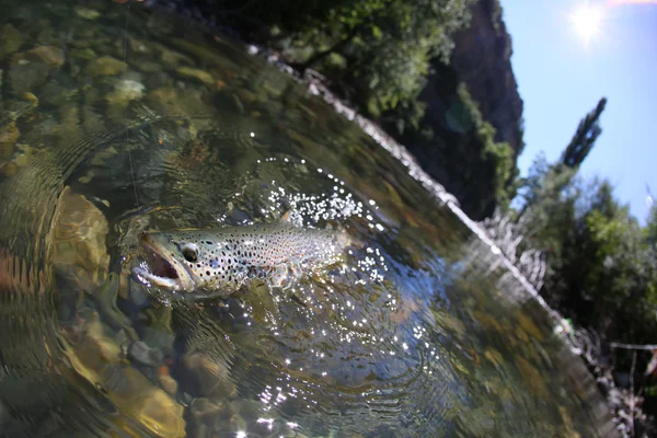 Fario trout being caught in river — Stock Photo, Image