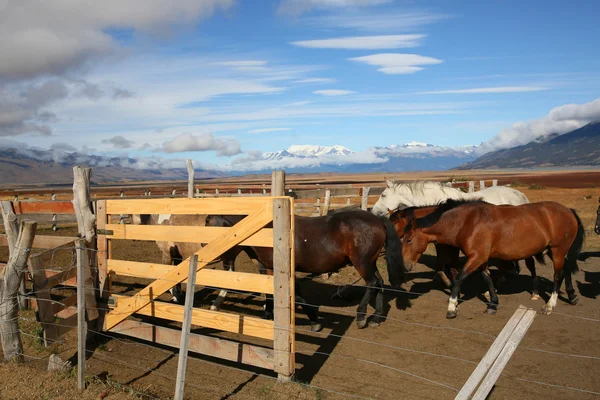 Paarden krijgen in paddock — Stockfoto