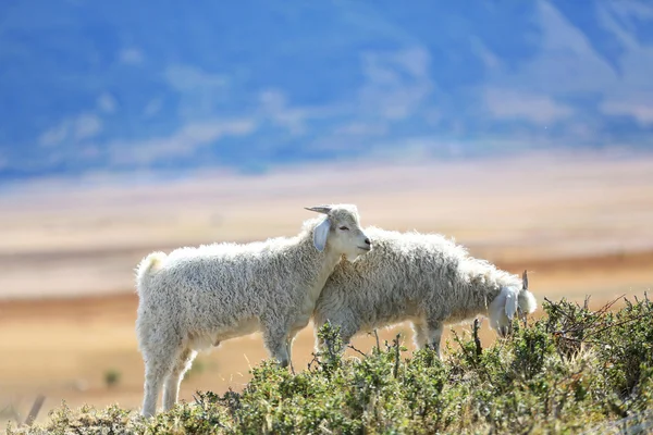 Caprinos pastando na estepe da Patagônia — Fotografia de Stock