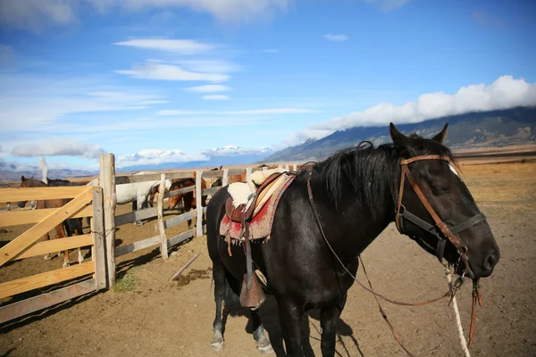 Cavalo preto esperando por paddock — Fotografia de Stock