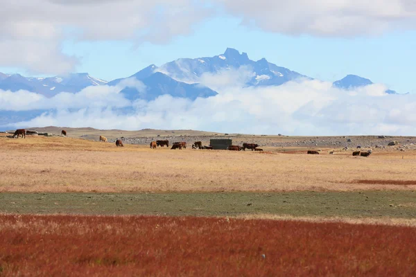 South Patagonia farmland — Stock Photo, Image