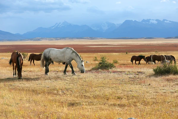 Caballos pastando en tierras de cultivo — Foto de Stock