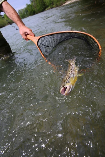 Trucha parda capturada por un pescador —  Fotos de Stock
