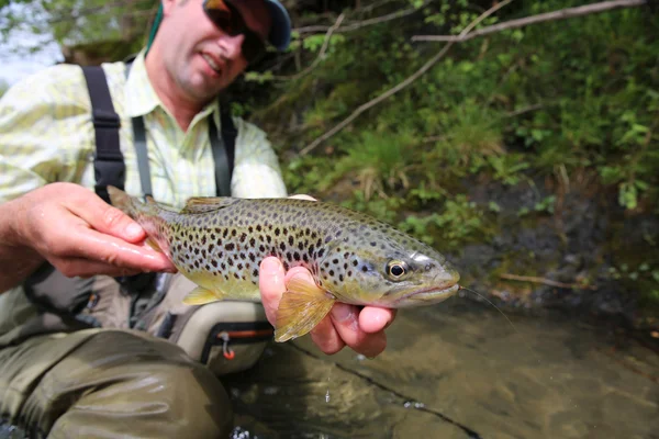 Fisherman holding brown trout — Stock Photo, Image