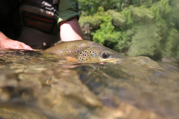 Trout being taken out of water — Stock Photo, Image